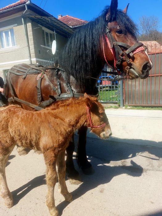 De vânzate Iapa de 5 ani, are O mânza de 10 zile.