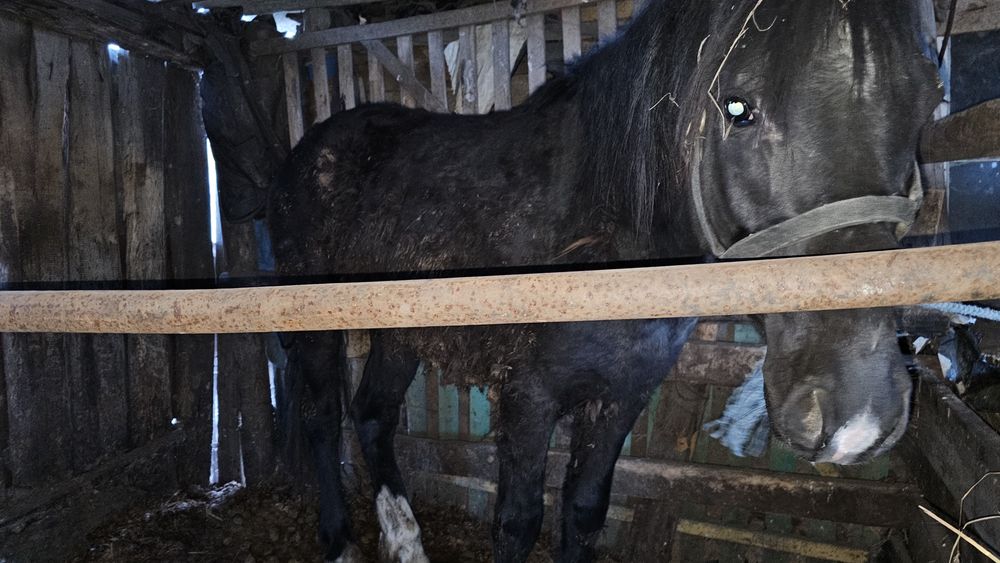 Продам лошадей разных возростов