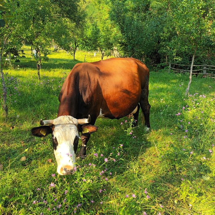 Vând vaca baltata românească