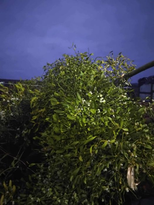 Vând vâsc la buchete