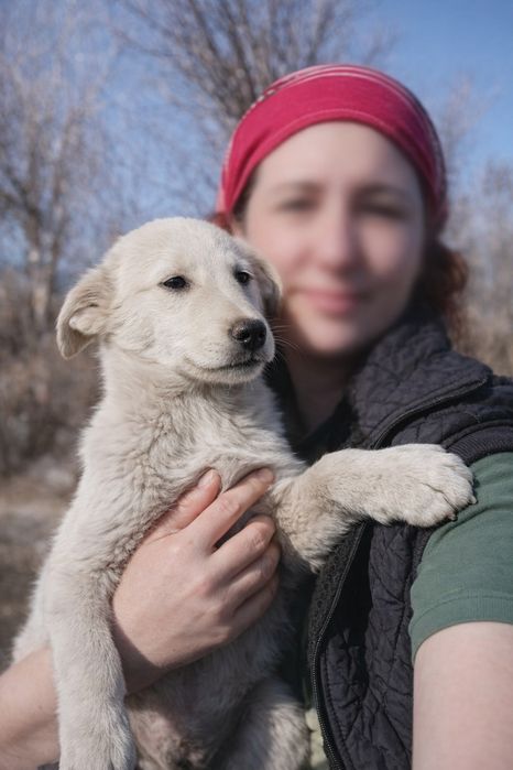 Щенки мальчики бесплатно