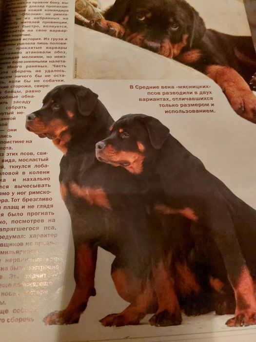 Ротвейлер порода