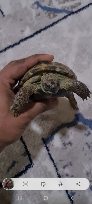 Продаётся две  большие черепаха цена за двоих 160 000 сум