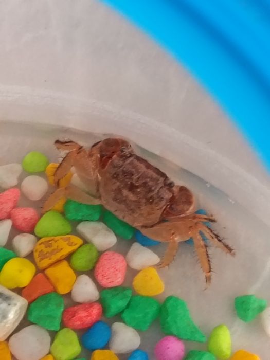 Продам краба срочно