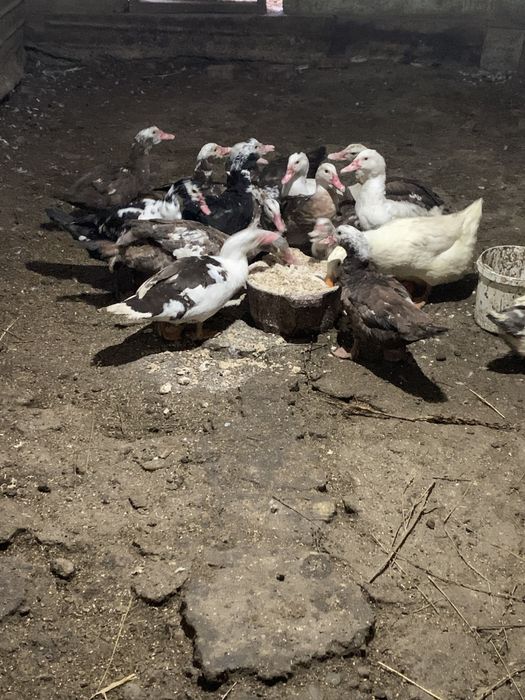 Продам индоуток