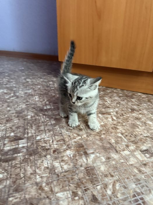 Продам котят. Шотландцы