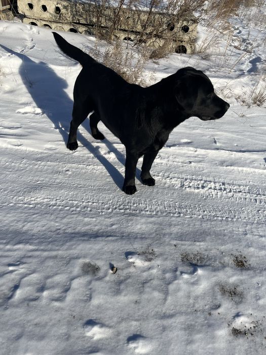 Мальчик Лабрадор ищет девочку