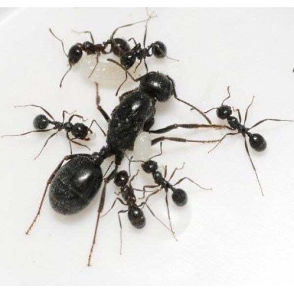 Муравьи Муравьиная ферма Муравьи для Муравьиной фермы Формикарий Жнецы