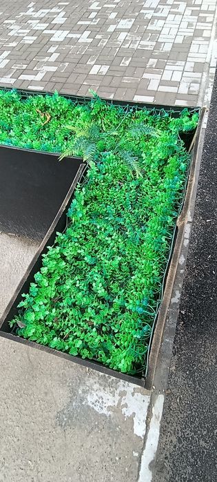 Зелёный забор, клумба для дома