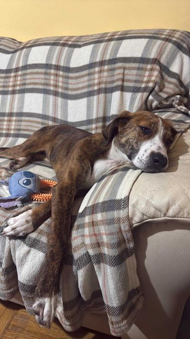 Женско куче на 5 месеца. МОЛЯ ПРОЧЕТЕТЕ ОПИСАНИЕТО!!!