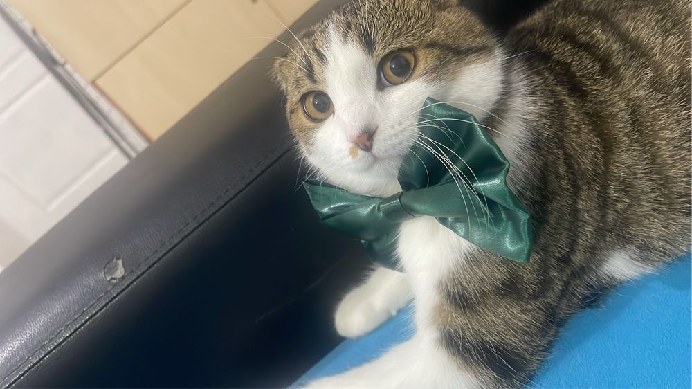 Кот на связку ищем девушку