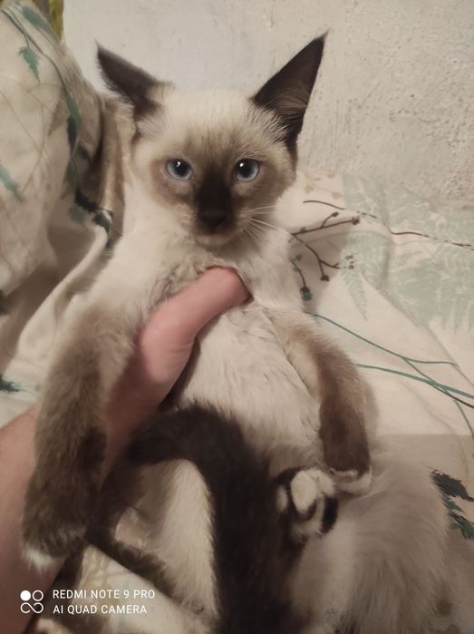 Котята девочки в хорошие руки.