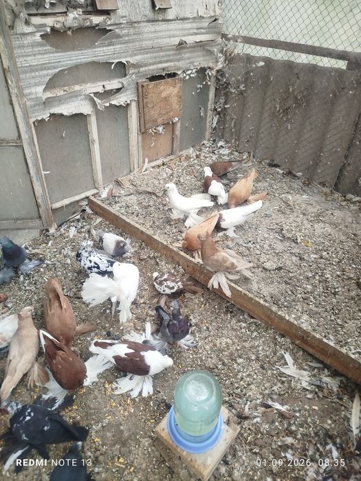 Продам голубеи разных