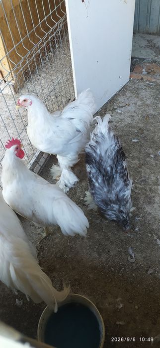 Cocoși Brahma Bobat pe albastru