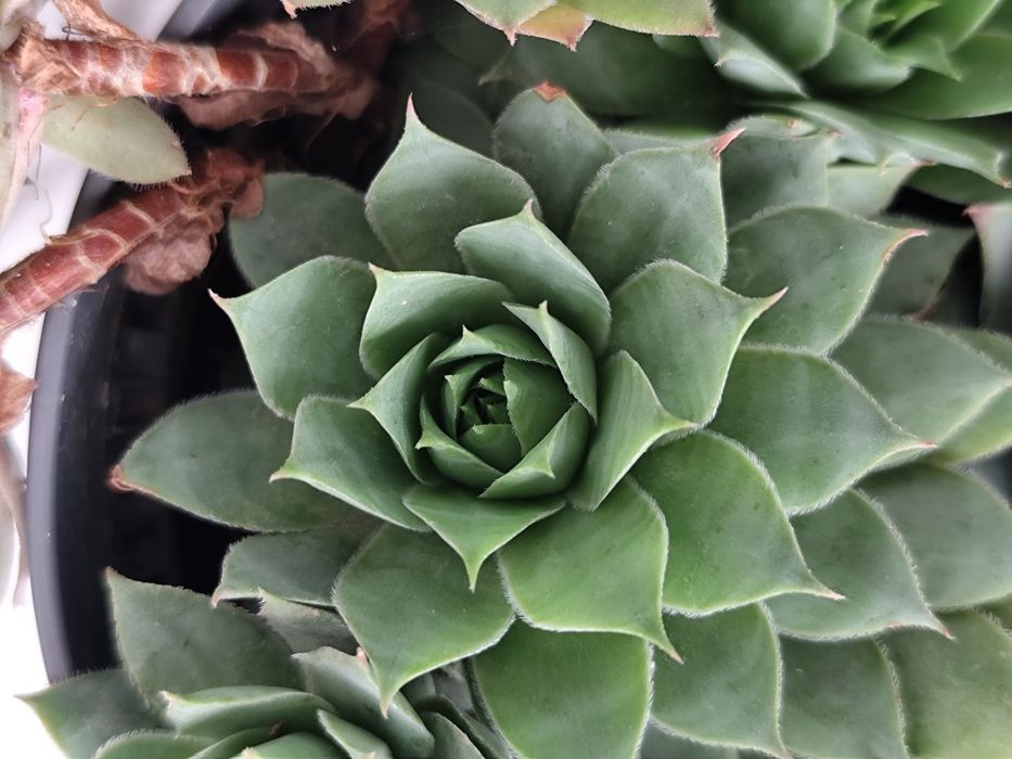 2 ghivece cu Sempervivum