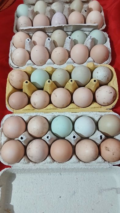 Oua bio de incubat sau consum.