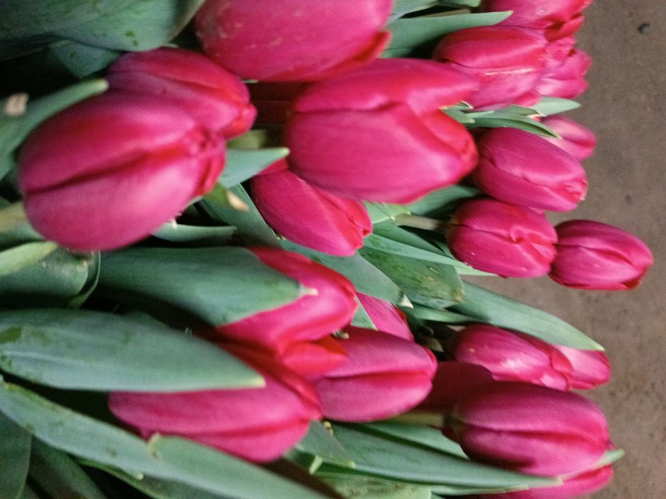 Тюльпаны к 8 марта