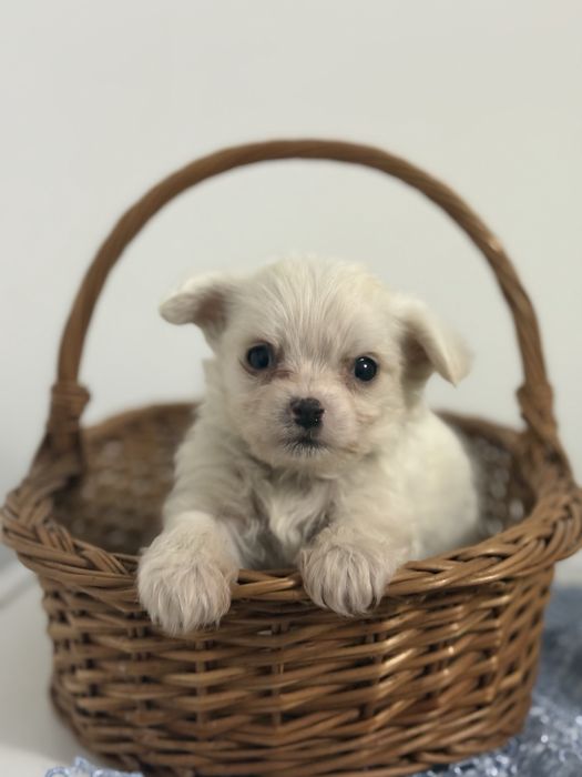 Bichon maltez mascul-6 saptamani