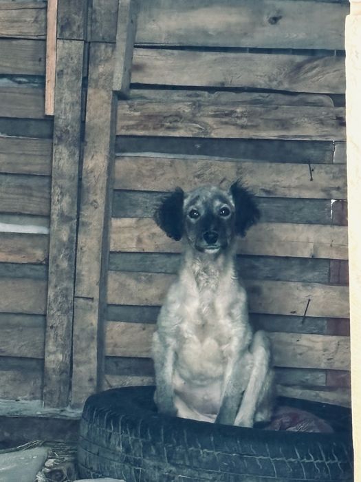 Тазы кушик ургашы 40 мын