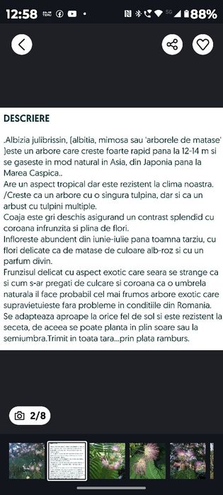 Glicină mov (salcâm) și SALCÂM DE MĂTASE