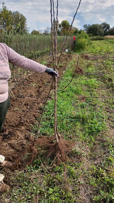 Pomi fructiferi de vânzare