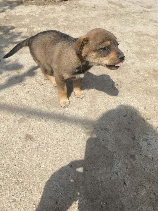 Щенки в добрые руки