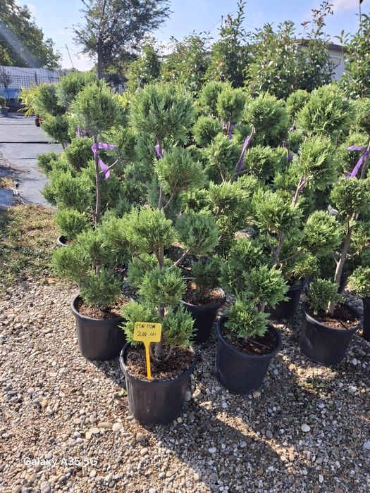 Vând plante ornamentale și livrez