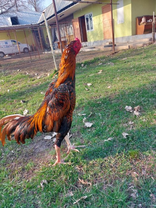 Дакан (бойцовый петух)