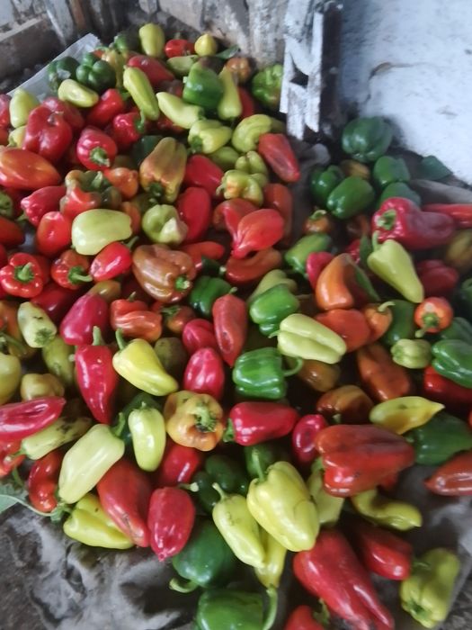 Домашний перец сладкий