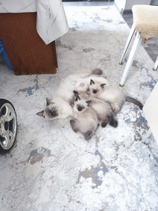 Продаются сиамские котята