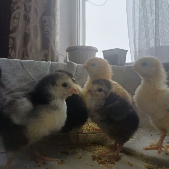 Продам домашних цыплят