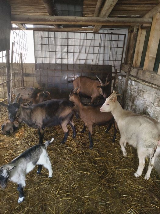 Vând capre Alpina Franceza