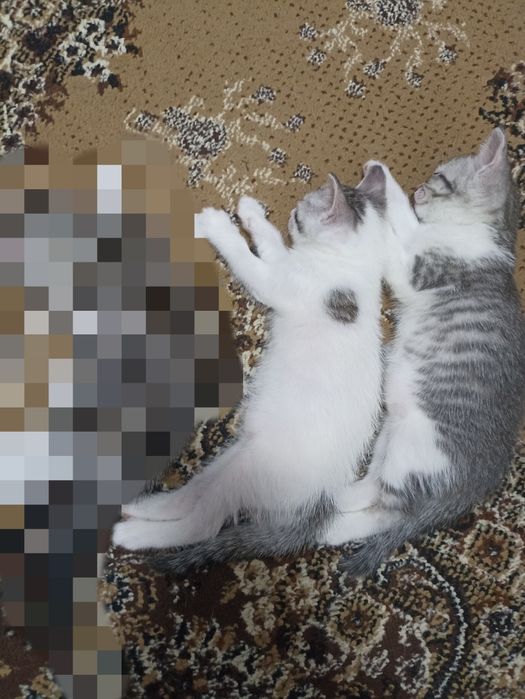 Продам котят 2000
