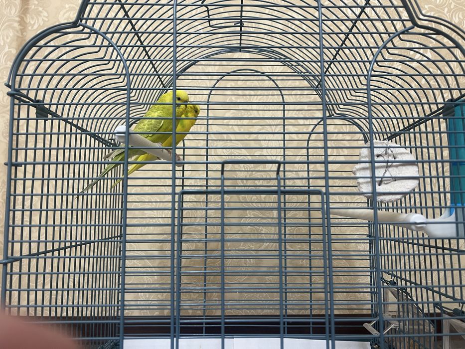 Волнистый попугай