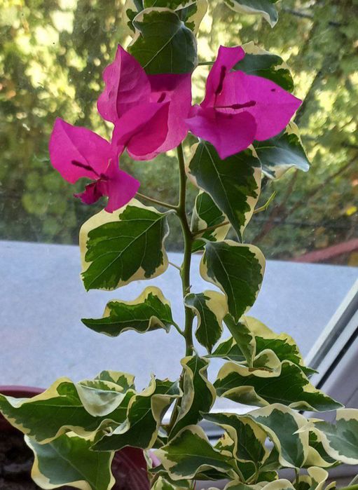 Бугунвелия пёстрая, цветки цвет марганцовки