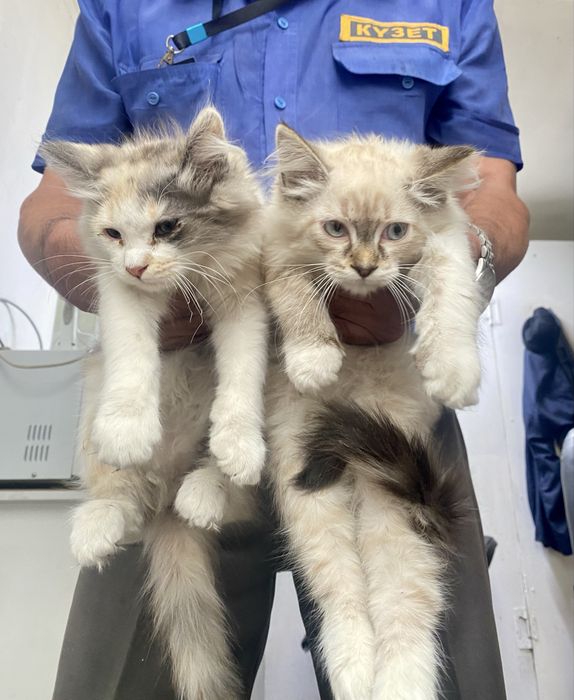Отдам котят, сиамские, пушистые, 3 мес