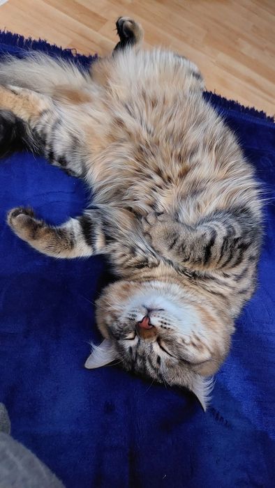 Молодой котик 1год