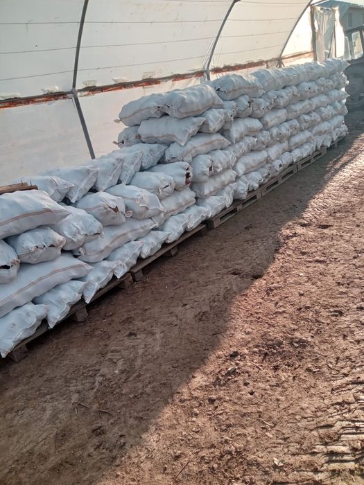 Sfecla rosie,calitate,cantitate