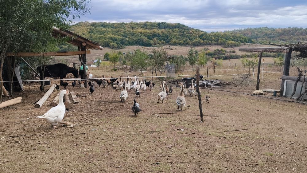 Vând gâște, rațe și pui