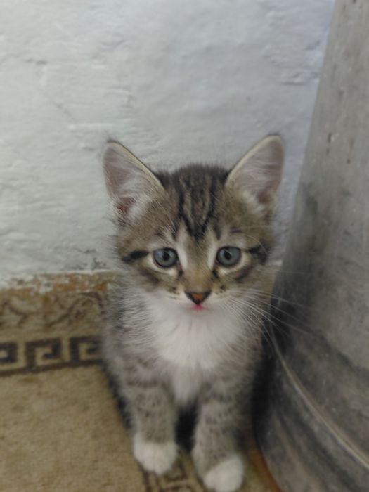 Отдам в добрые руки котят