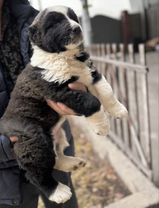 Продам щенка сучка 1,5 месяца