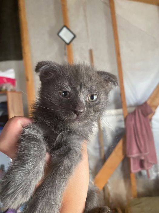 Котята британского голубого
