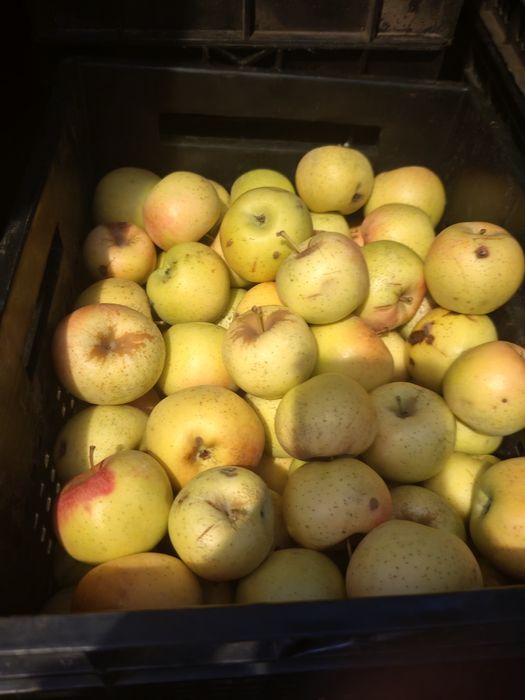 Яблоки оптом со своего сада.
