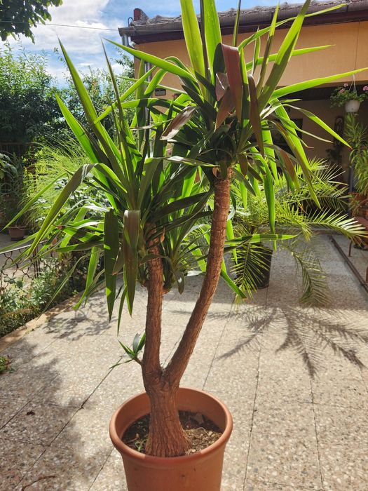 Palmier Yuca ornamental