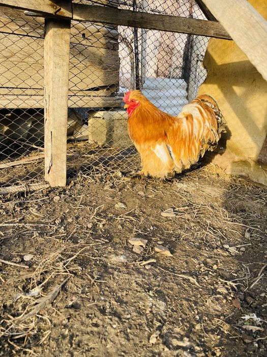 Продам карлика петушка