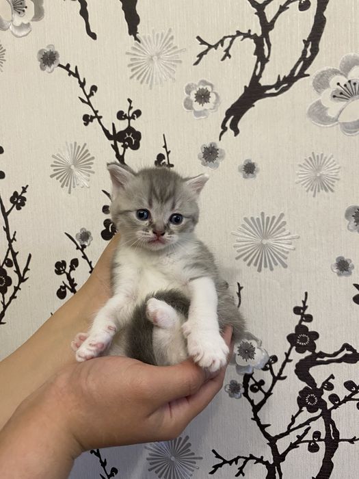 Британская короткошерстная кошка