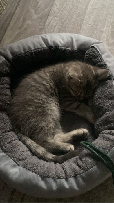 Котенок девочка 4 месяца