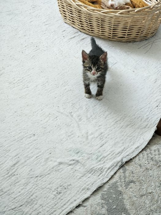 Продаётся котенок
