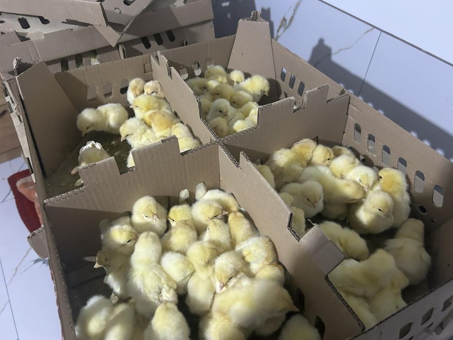 De vanzare Pui de o zi