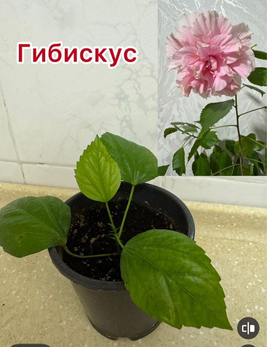 Продам "Гибискус "китайская роза